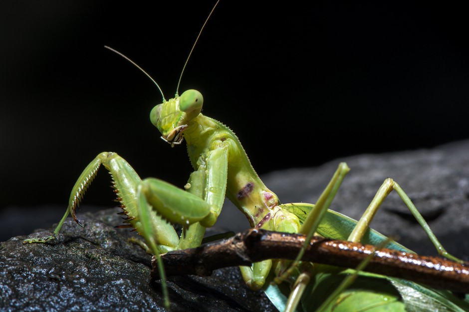 昆虫王者凶悍的螳螂高清图片