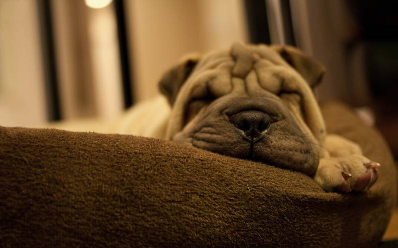 在睡觉的可爱小沙皮犬高清图片
