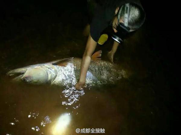 父子钓起百斤鳡鱼 系长1.63米的肉食凶猛鱼类