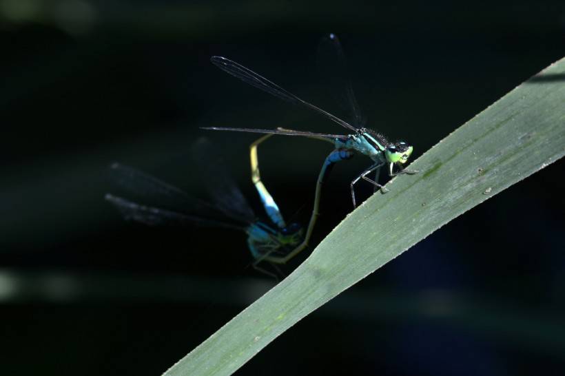 小巧可爱的蓝豆娘蜻蜓点水图片