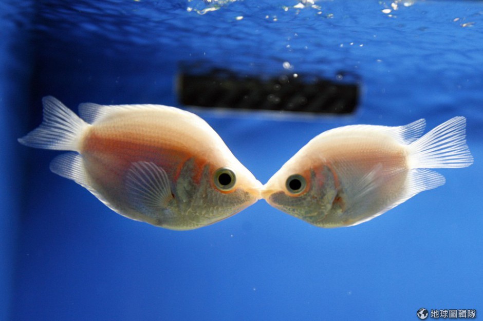 可爱的接吻鱼水族箱图片