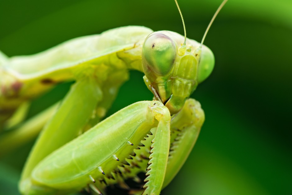昆虫王者凶悍的螳螂高清图片