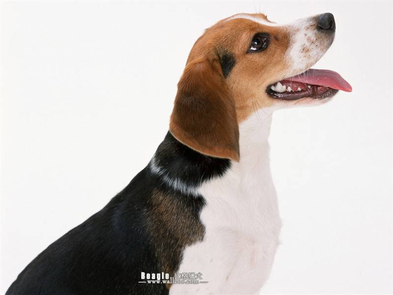 长耳比格猎犬可爱动物狗狗壁纸