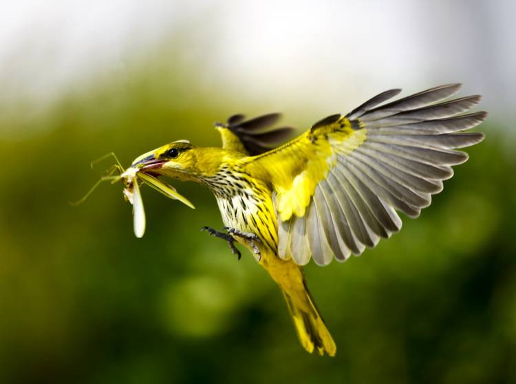 动作敏捷的黑枕黄鹂鸟图片
