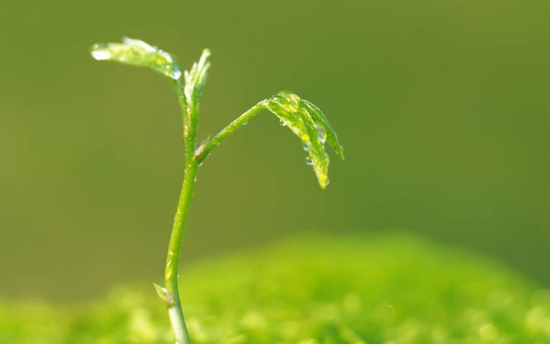 绿色嫩芽上晶莹剔透水珠高清图片