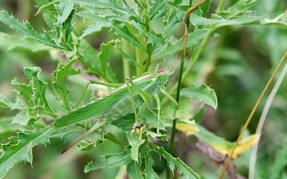 植物昆虫唯美意境图片壁纸