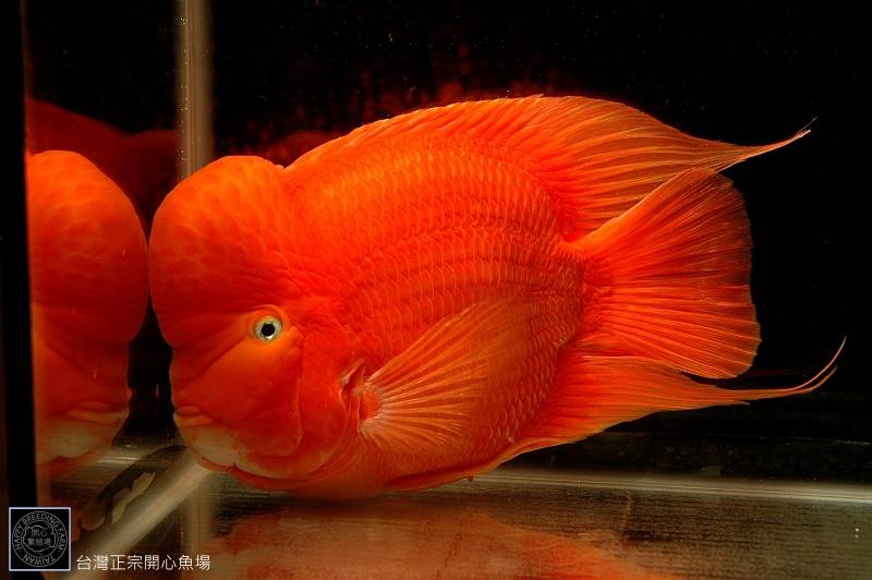 红元宝鹦鹉鱼图片色彩夺目