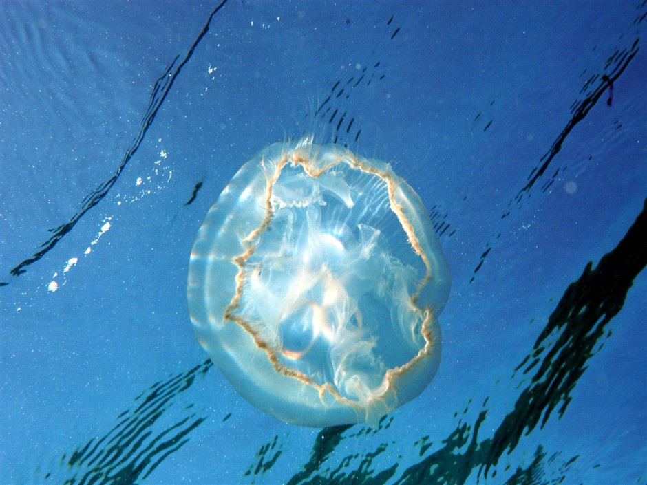 美丽的海底世界水母图片特写