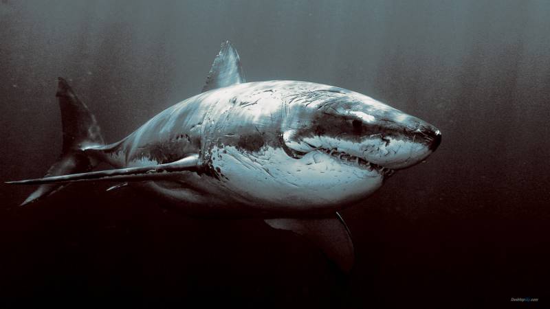 凶猛的鲨鱼高清组图