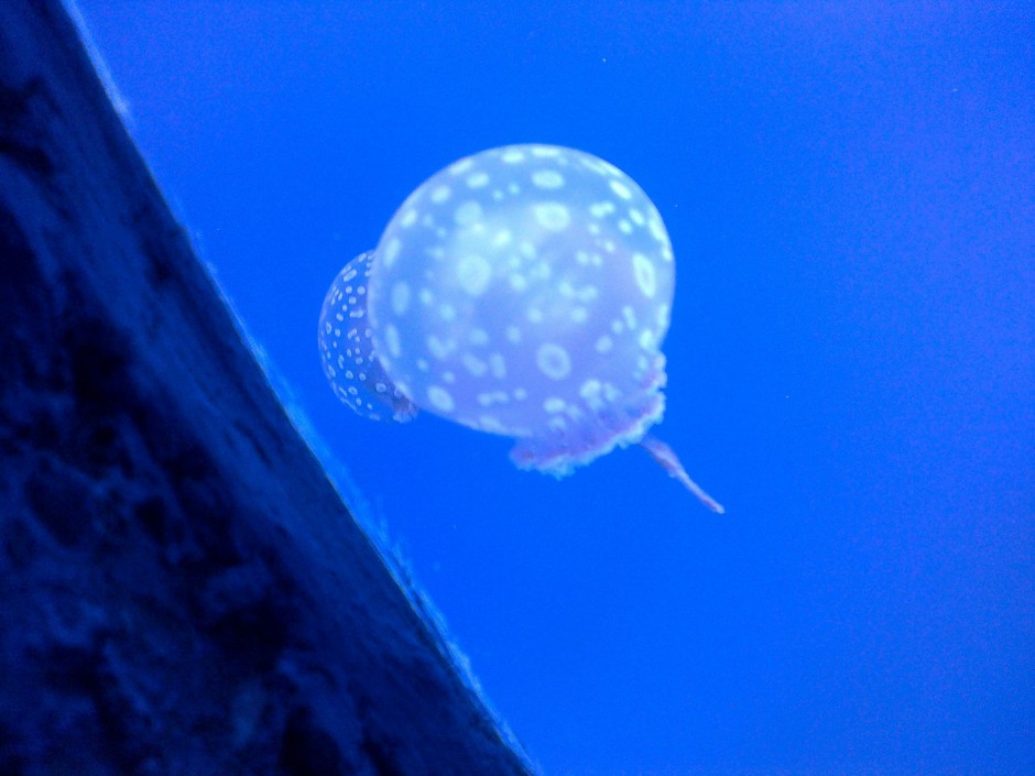 海底五光十色的水母唯美图片