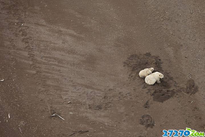 北极熊生存现状：气候变化构成致命威胁