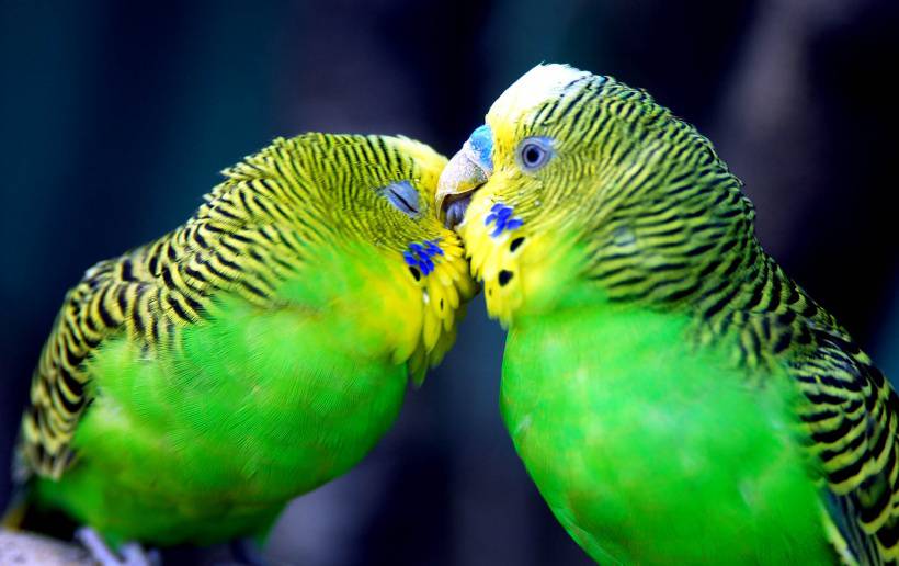 动物超温馨亲吻高清图片欣赏