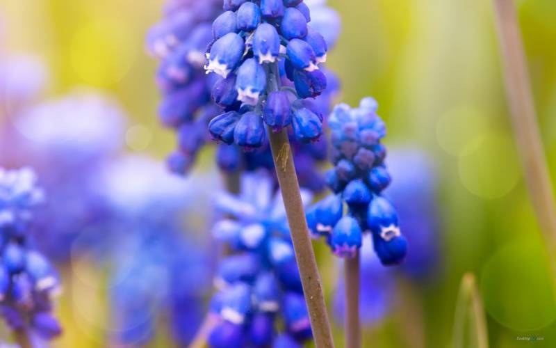 清新淡雅的图片 雨后清新绿草地