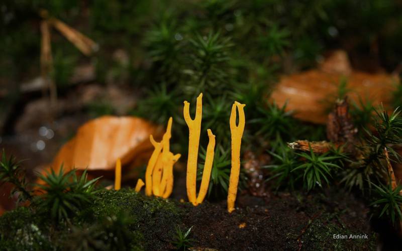 森林中美丽的野蘑菇高清摄影图片