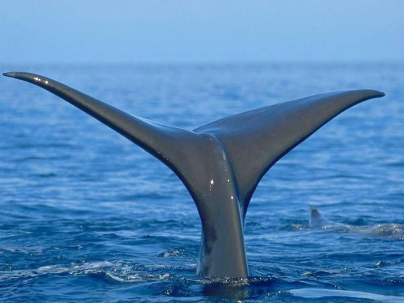 鲸鱼帅气跃水面高清组图