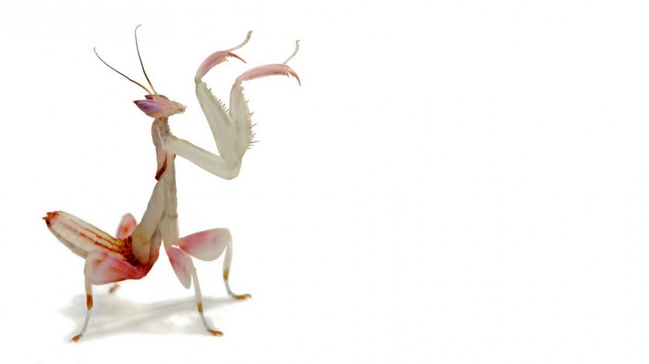 大型昆虫绿巨螳螂图片