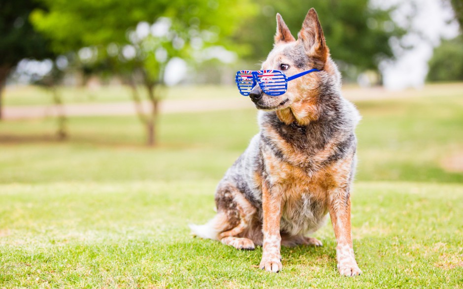 超萌狗狗牧牛犬秋季户外写真图片壁纸