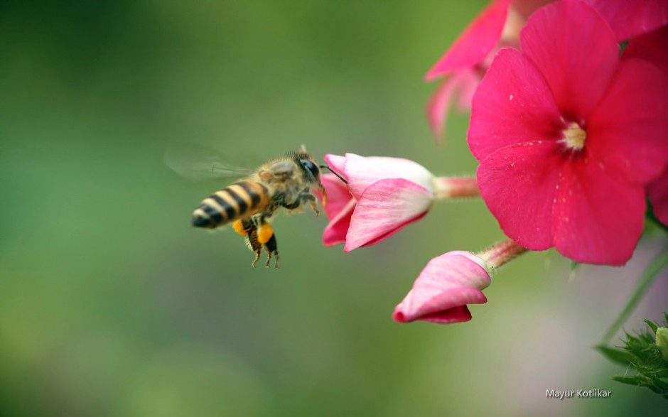 春天蜜蜂与花风景桌面壁纸