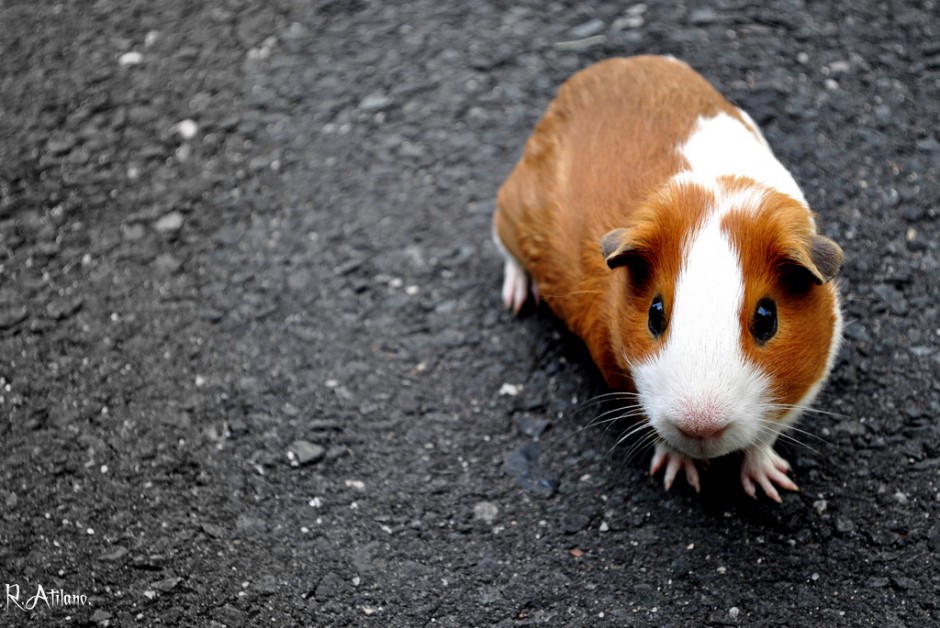 胆小易惊的荷兰猪豚鼠图片