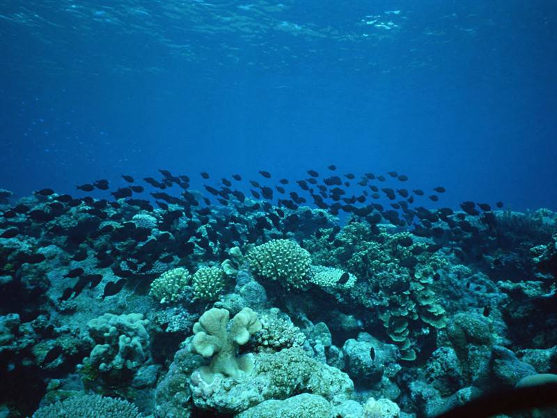 美丽石斑鱼海底世界海洋生物图片