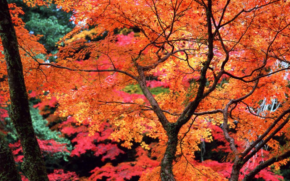 香山秋天枫叶美景壁纸