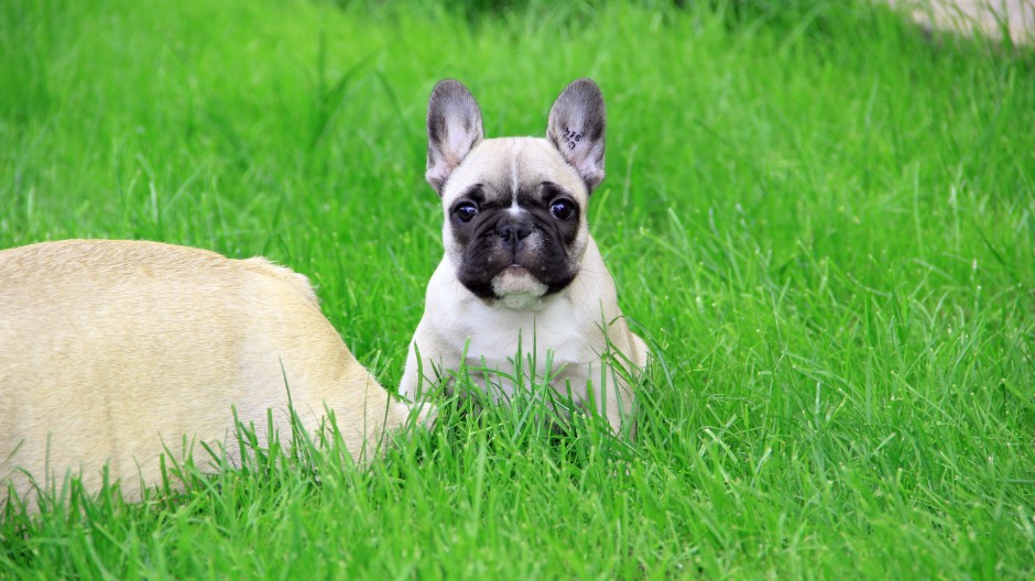 丑萌可爱的法国斗牛犬写真图片