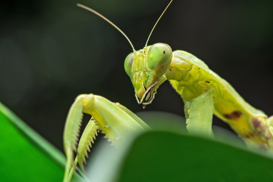 昆虫王者凶悍的螳螂高清图片