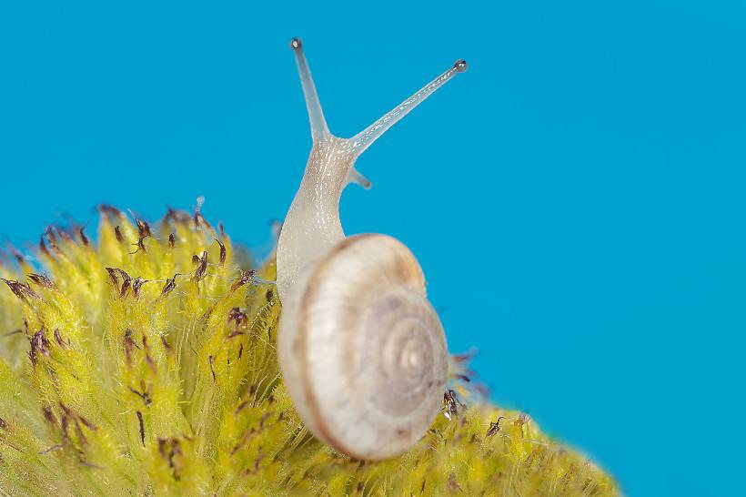 微距特写蜗牛图片素材