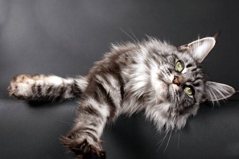 神态慵懒的缅因猫图片