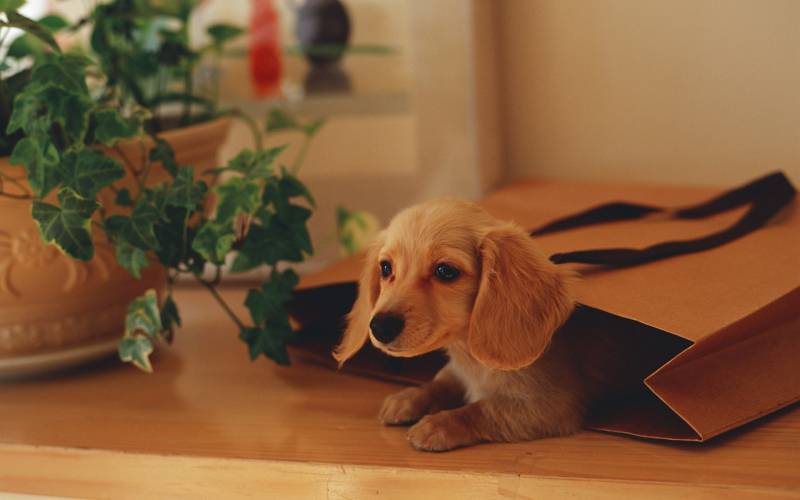 可爱的萌宠图片 迷你腊肠犬超高清壁纸
