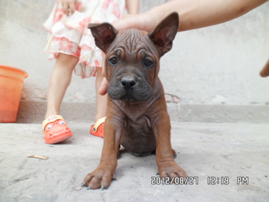 小川东猎犬眼神无辜图片