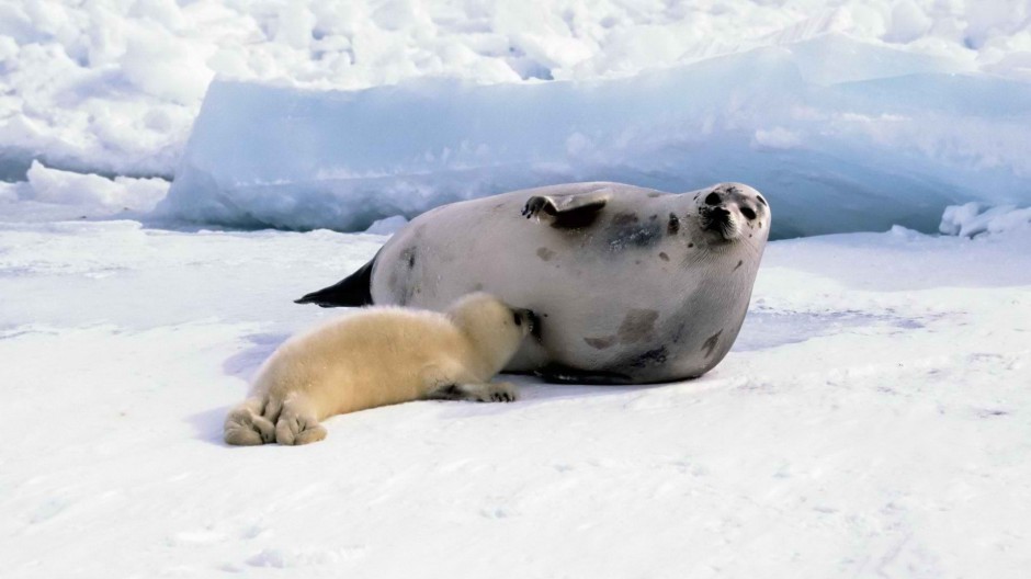 可爱北极海豹图片特写