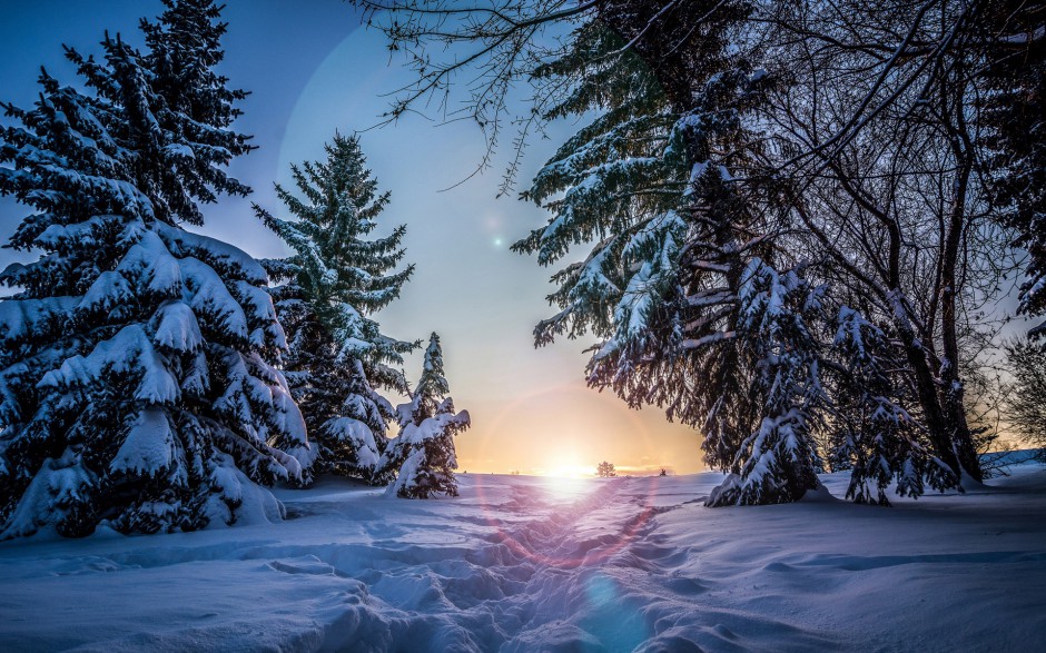 树林雪景图片雪白晶莹