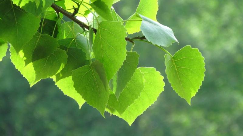 春天里生机勃勃的植物高清图片