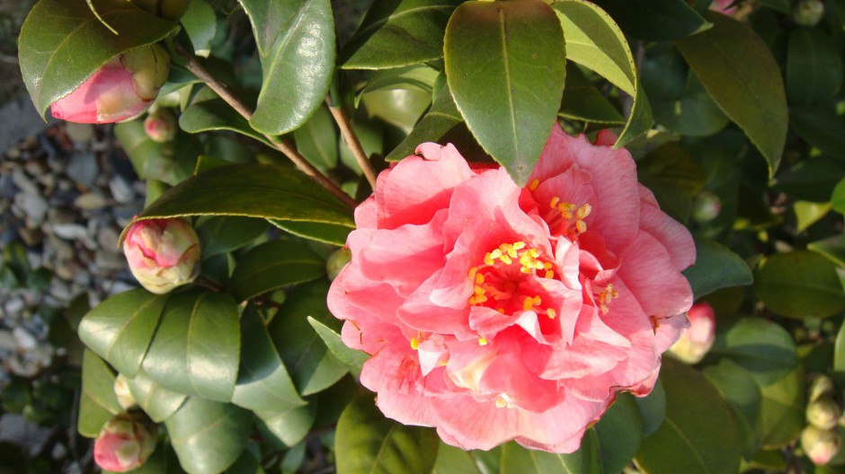 高清春天粉红山茶花风景壁纸