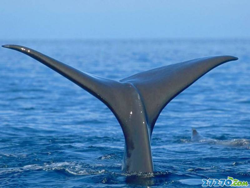 海洋动物 巨型鲸鱼