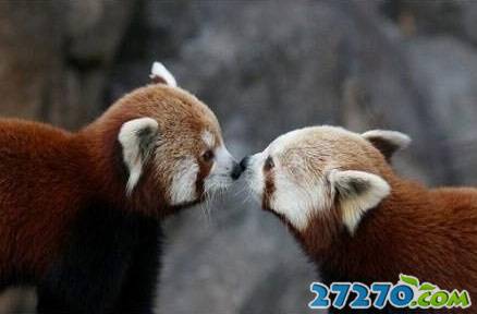 可爱的动物们萌图