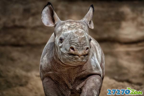 动物世界 各显技能