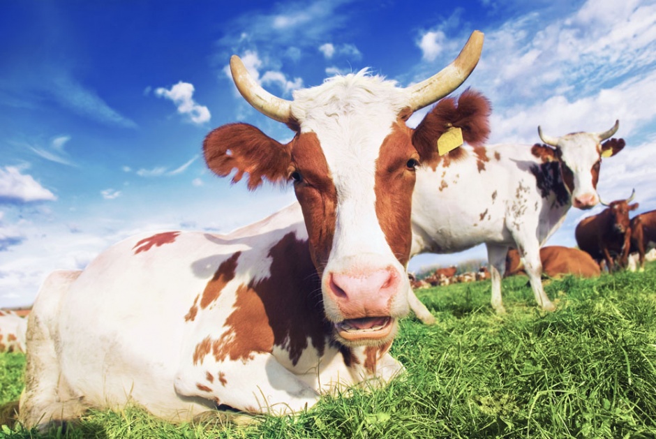 草地上自由休闲的荷兰奶牛图片欣赏