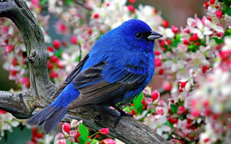 置身花丛的蓝色知更鸟图片
