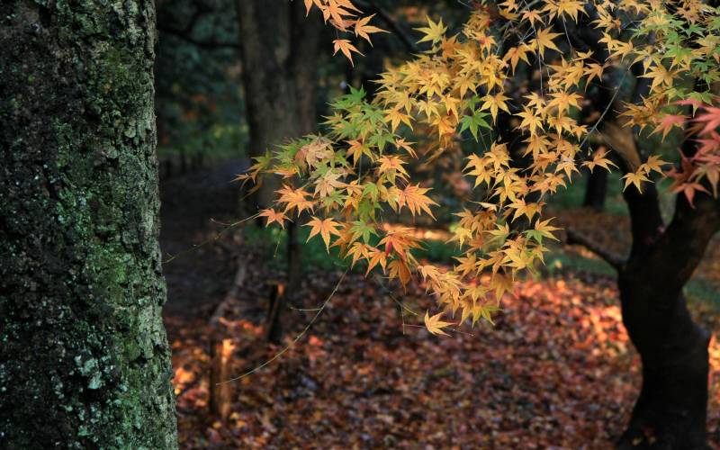 日本贺茂御祖神社景点迷人秋景高清图集