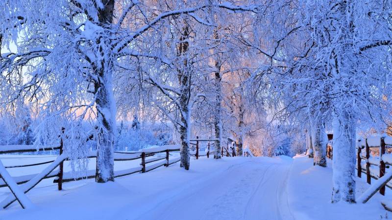 冬日森林唯美纯白雪景精致美图壁纸