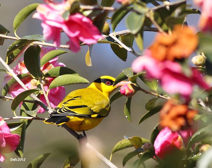 细嘴黄鹂鸟姿态优雅图片