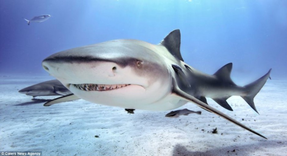 凶猛大鲨鱼牙齿锋利图片
