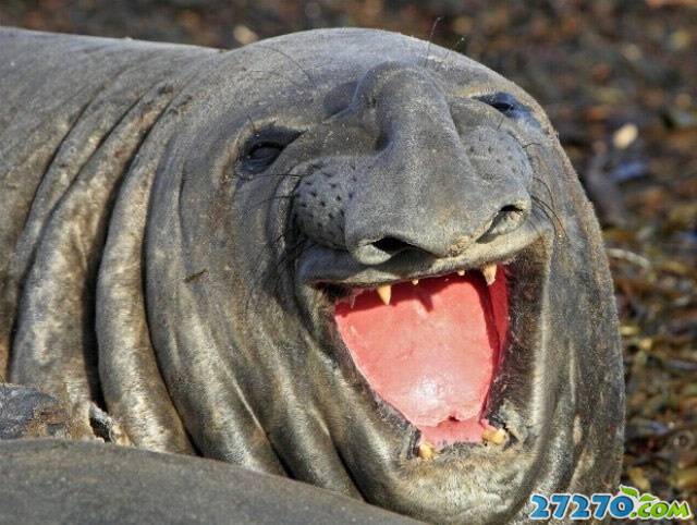 动物之间的各种笑声