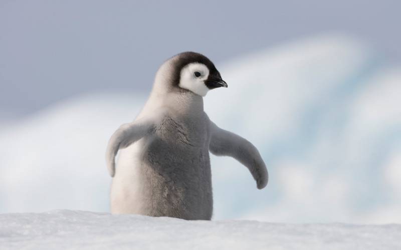 一摇一摆可爱的企鹅图片
