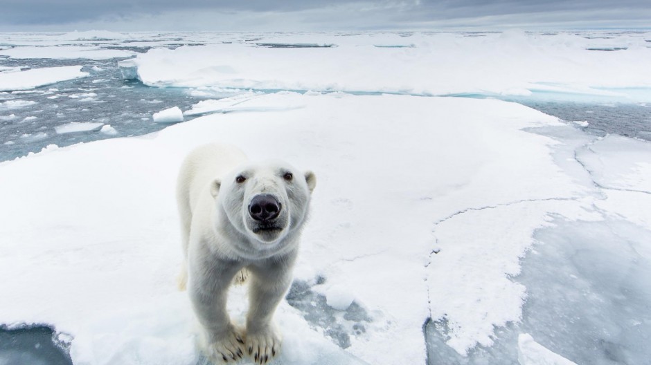 北极熊图片可爱雪地动物壁纸