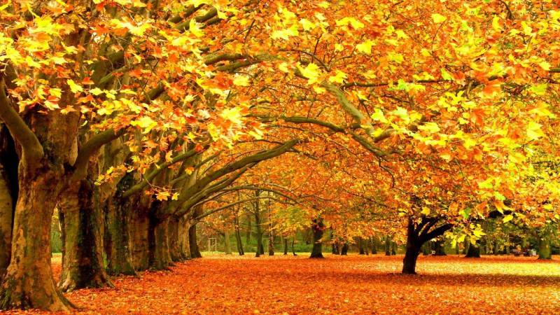 秋天落叶在风中摇摆摄影图片