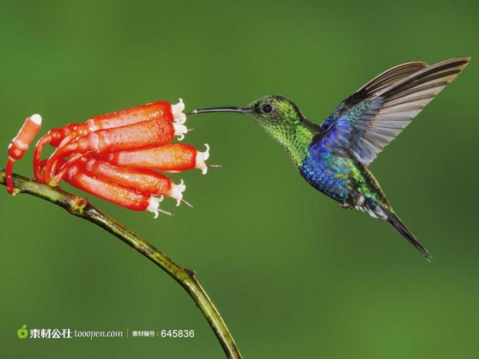 最小蜂鸟吸食花蜜图片