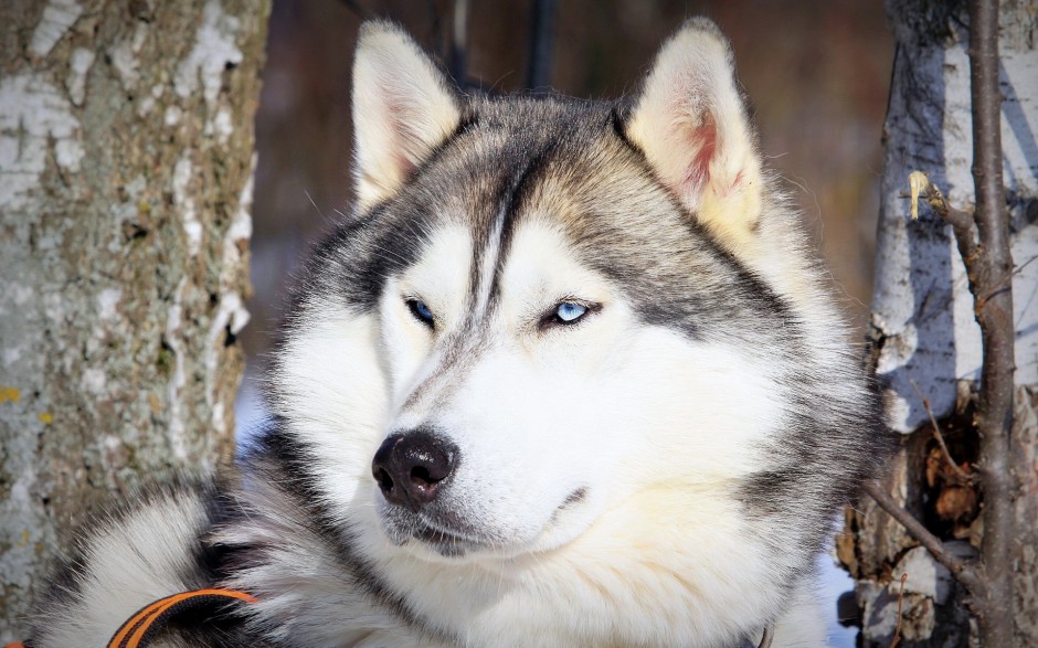 乖巧听话的巨型雪橇犬图片